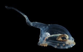 科学家在太平洋深海发现奇特的未知物种
