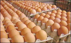 多吃雞蛋可助預防乳癌