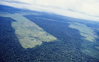 巴西亚马逊雨林破坏严重