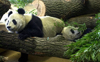 四川農民殺害大熊貓被判十四年重刑