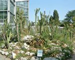 盛夏一景 – 法兰克福棕榈园的室外热带植物