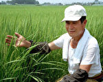 93年的冷夏再現日本東北,明年的大米供應預計緊張