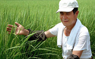 93年的冷夏再現日本東北，明年的大米供應預計緊張