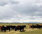 加國牛肉工業受重創   62萬頭牛可能被屠宰