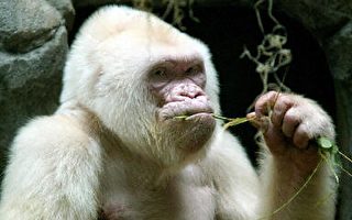 巴塞罗纳一最受欢迎的猩猩只能活几星期