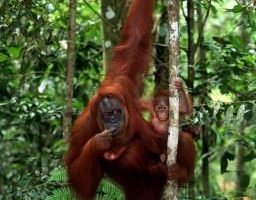 印尼非法伐木殃及猩猩