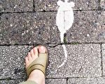 拜访德国童话大道 Die Marchenstrasse