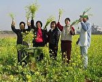 台东油菜花季开锣 民众体验田园之美