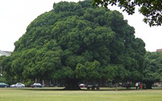 成功大学榕园的大榕树。（大纪元摄影）