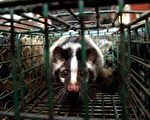 广东野生动物市场人员SARS病毒感染严重