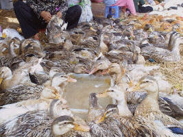 亞洲多個國家爆發禽流感