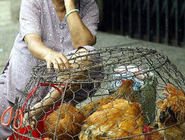 越南13人死於禽流感 病毒發生突變