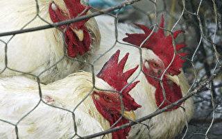 专家称亚洲禽流感可能引发世界性流感
