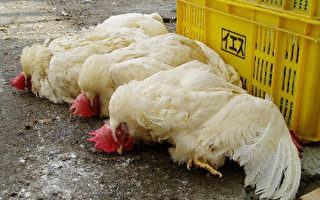 湖南爆发H5N1高致病性禽流感疫情