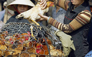 越南禽流感鸡只近90万流入市场