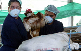 泰国首爆 儿童感染禽流感