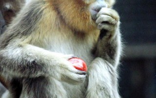 北京動物園裡猴群的愛恨情仇