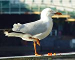 世衛警告 H5N1禽流感疫情可能惡化