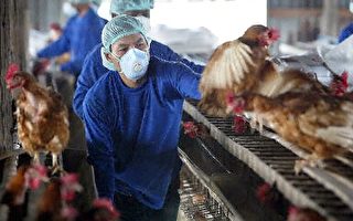 泰國證實兩宗人類禽流感病例