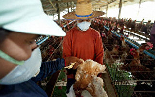 泰總理：禽流感嚴重打擊雞隻出口