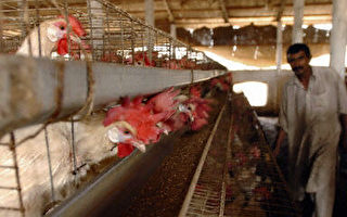 禽流感蔓延亚洲多国 中国受关注