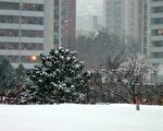 风雪狂扫多伦多