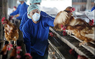 中国证实三省区爆发禽流感