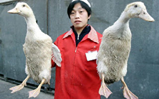中国禽流感 世卫担心大范围爆发危险