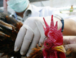 禽流感蔓延亚洲经济遭殃