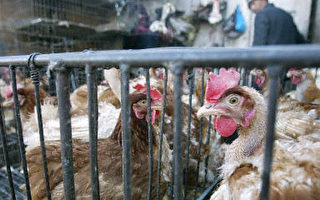 南韩下令暂时禁止自中国进口鸡鸭等家禽