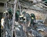 世衛擔憂 中國禽流感實情比官方數據更嚴重