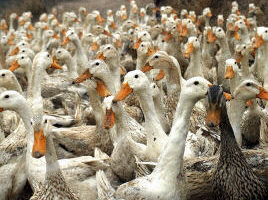 中国证实湘鄂发生禽流感疫情