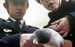 上海啓動防禽流感應急預案 阻斷疫情向人傳播