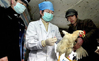 世卫：中国控制禽流感的机会可能越来越小