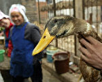 中国丢包鸭感染H5N1 与越南同型 情况严重