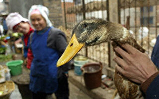 中国丢包鸭感染H5N1 与越南同型 情况严重