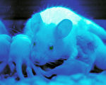 基督教科學緘言報:生物技術研究將走向何方﹖