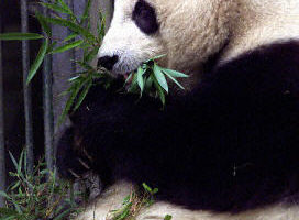 北京动物园猫熊咬伤游客