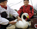 何大一稱人類傳染H5N2新病毒後果嚴重