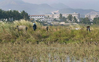 中國四千萬農民失地 學者警告社會矛盾將尖銳