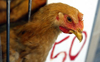 香港恢复出售本地饲养活鸡