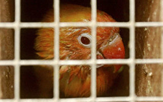 亞洲禽流感致19人死亡