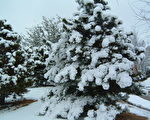 白色情人节 达拉斯地区现罕见二月雪