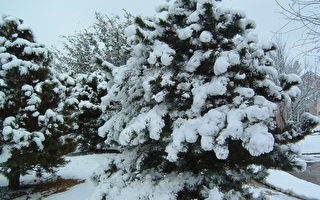 白色情人節 達拉斯地區現罕見二月雪