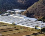 京都發現日本第三例禽流感 波及周圍4府縣