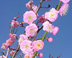 雙橡園賞梅憶古道今