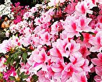 台大杜鹃花节展开