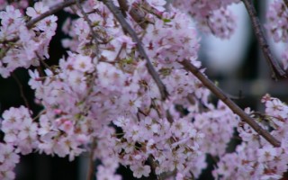 组图：日本樱花节来临 游人如织