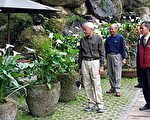 南投石臼花台   展现海芋新风情
