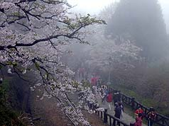 阿里山櫻花季 15天吸引15萬遊客賞花